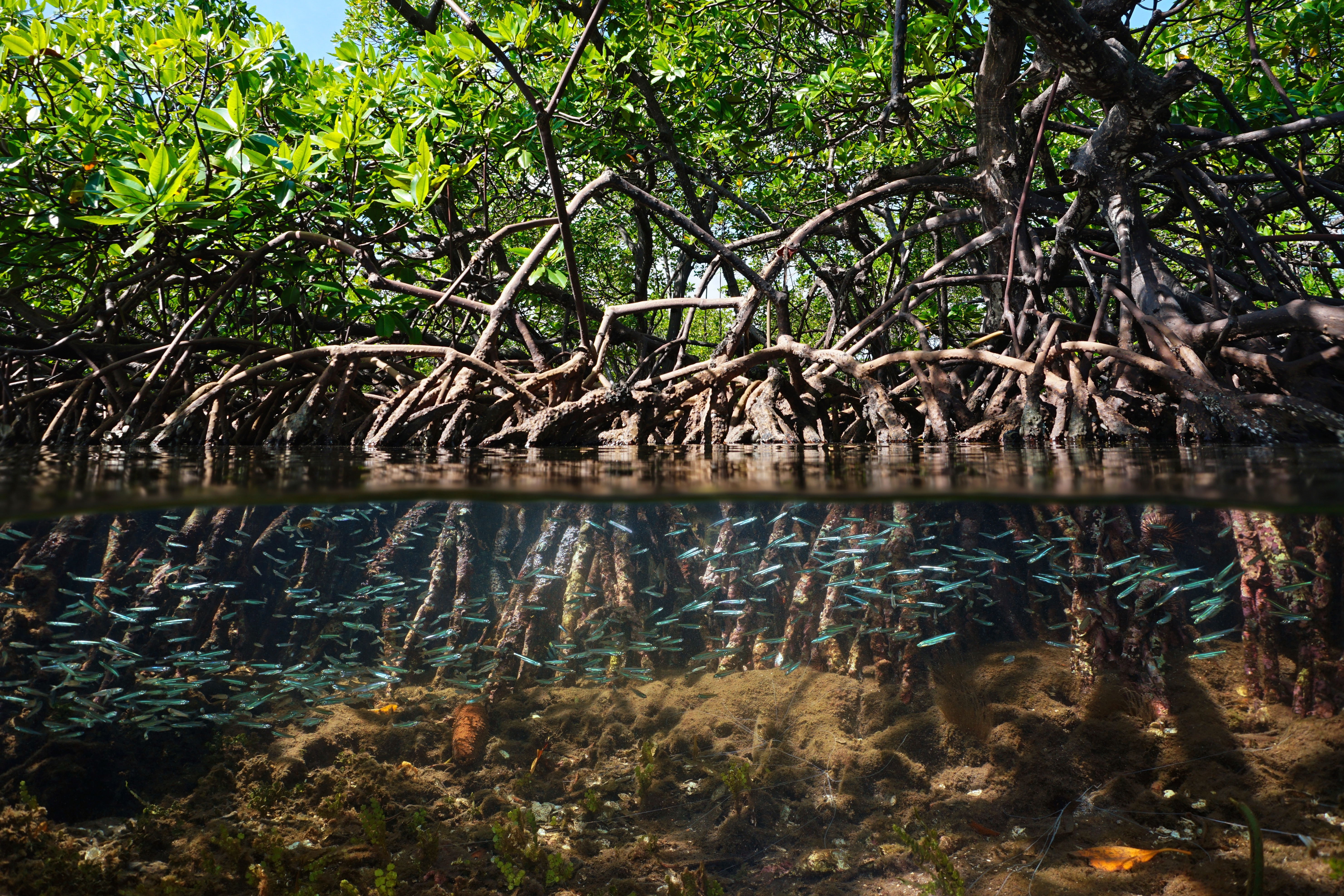 The Vital Role of Mangroves