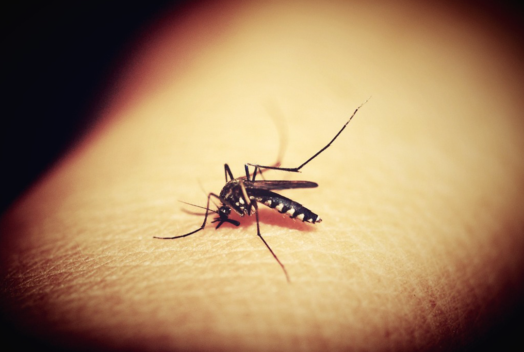 Countries Declared Malaria-Free in 2024