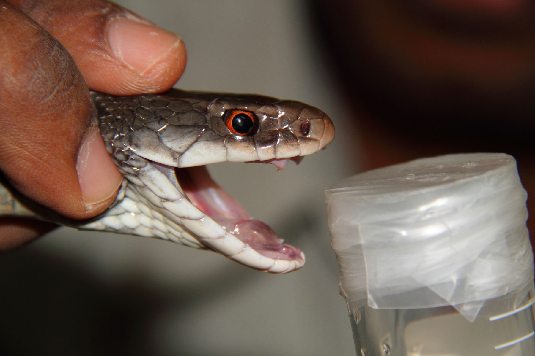 Snakebite Antivenom in PNG