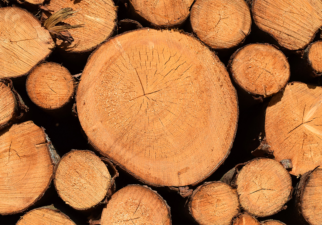 Papua New Guinea’s Round Log Export Policy and Its Benefits